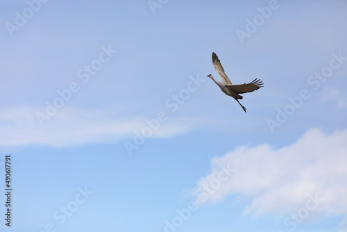Graceful dancer in blue sky is single, slender Sandhill Crane in horizontal format image with copy space