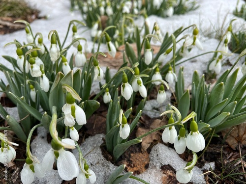 Closeup image of snowdrops in spring snow