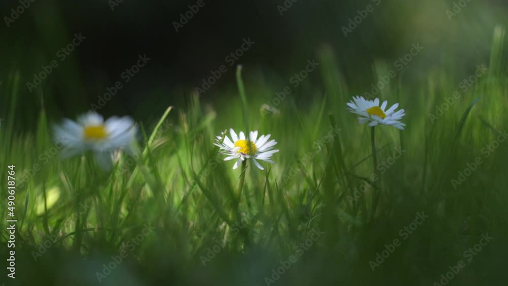 Jardin Pâquerettes au printemps 4K