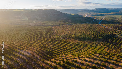 Olive groves in Jaen, Andalusia, Spain