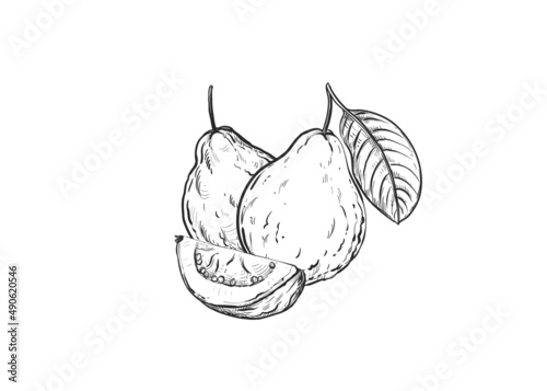 Hand drawn sketch black and white of fruit guava, plant, leaf. Vector illustration. Elements in graphic style label, card, sticker, menu, package. Engraved.