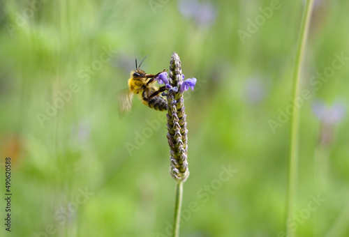 Bee pollinates flower on an autumn day 