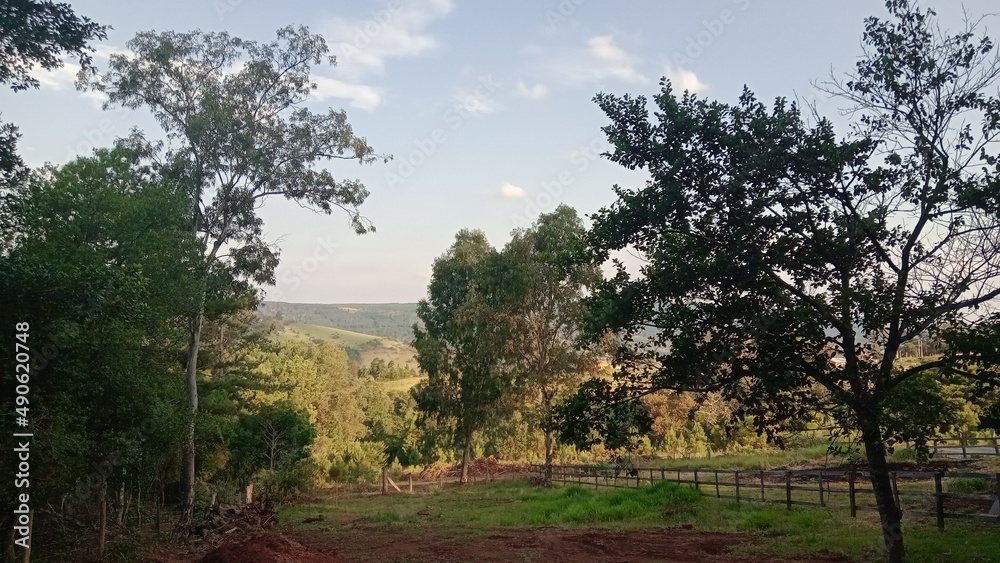 Obraz premium sunset in the forest