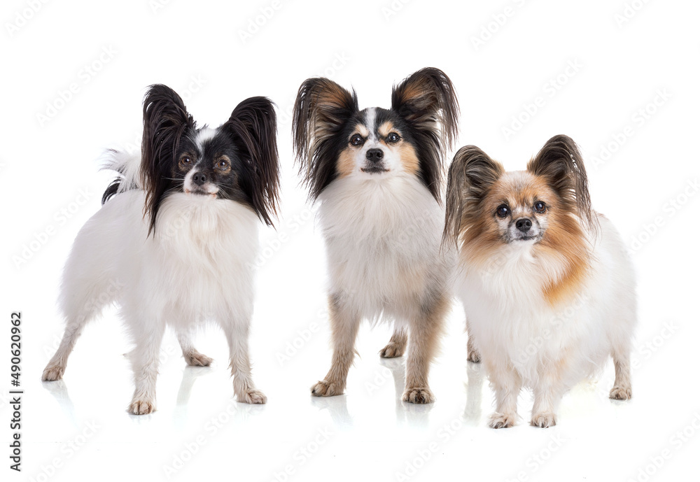 Three Continental toy spaniel, papillon Dog Isolated Three Continental toy spaniel, papillon Dog Isolated