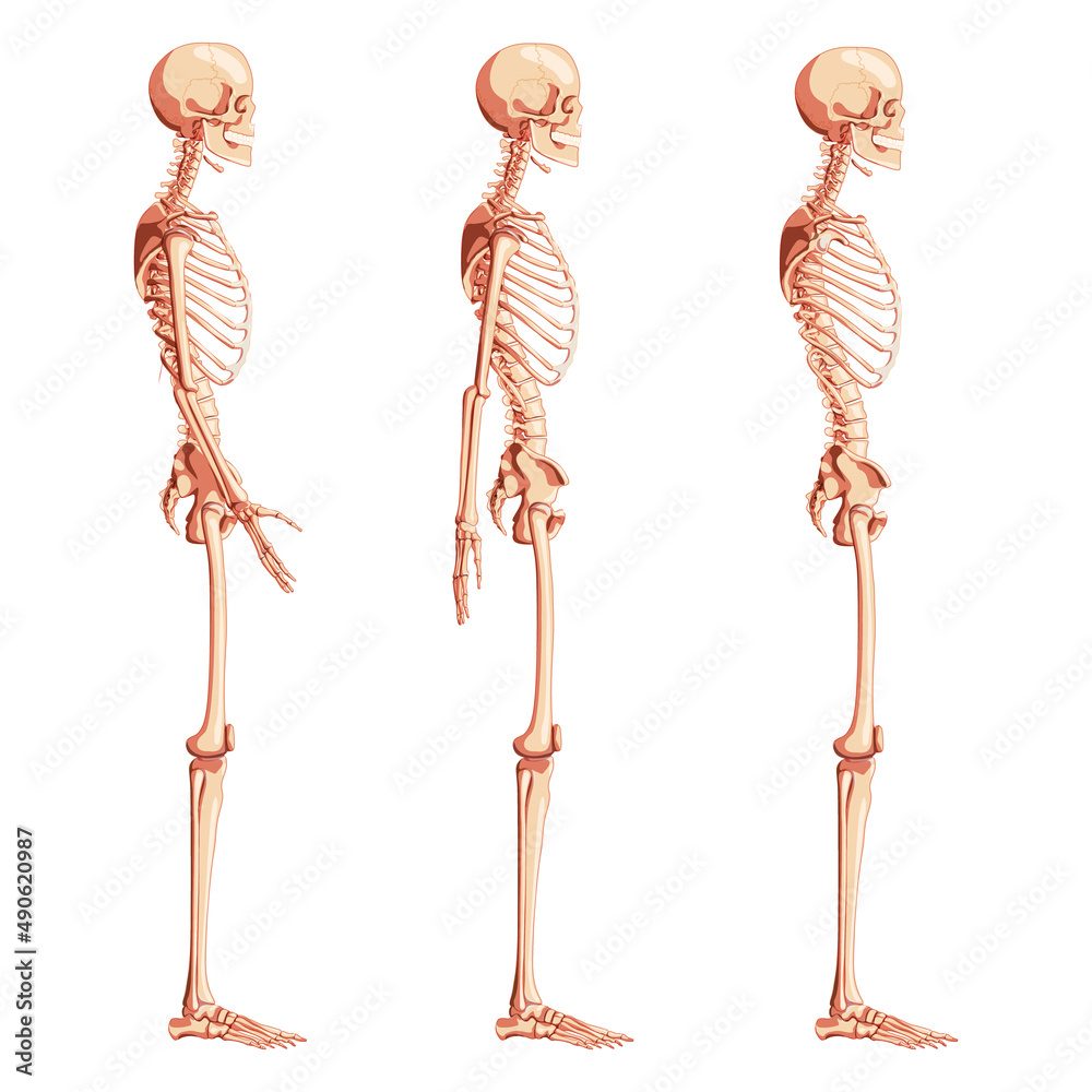 Skeleton Human dorsal side view with armless, open and back arm poses. Set of realistic medical flat natural color concept Vector illustration didactic board of anatomy isolated on white background