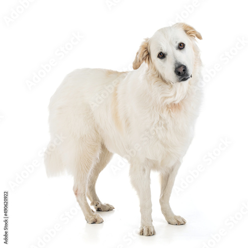 Great Pyrenees or Pyrenean Mountain Dog