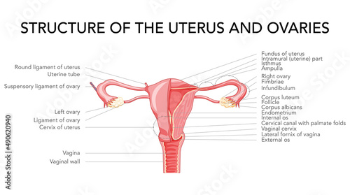 Female reproductive system with inscriptions. Structure of uterus and ovaries in Latin text. Frontal view in a cut. Human anatomy internal organs location scheme icon. Vector medical illustration flat