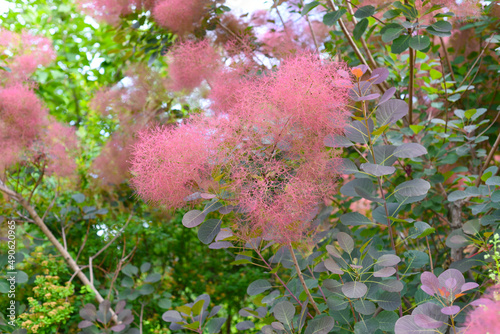 Branch of skumpia tree, Russian Far East photo