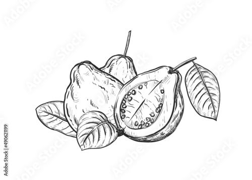 Hand drawn sketch black and white of fruit guava, plant, leaf. Vector illustration. Elements in graphic style label, card, sticker, menu, package. Engraved.