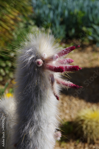 Hairy Old Man Andes Cephalocereus Senilis cactus with flower buds photo