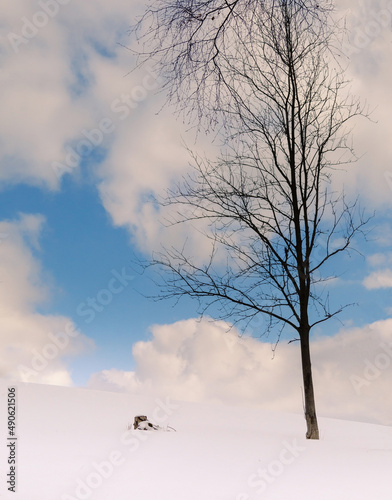 Lonely tree in the snow on a blue sky. Winter landscape