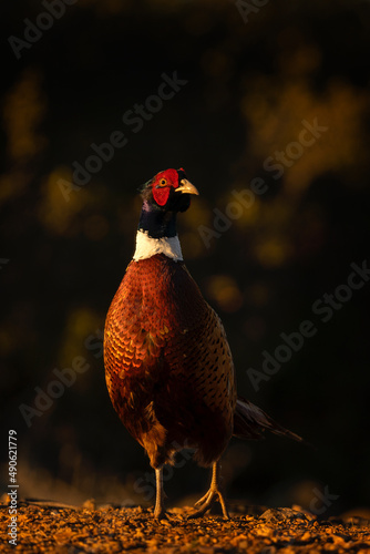 Common pheasant walking in Penalajo area. Pheasant during sun set. European wildlife.  photo