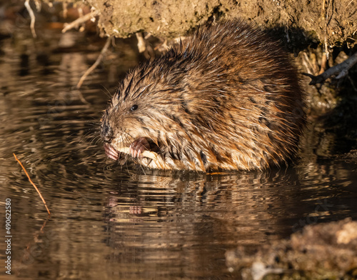 A Muskrat holds on to its well-chewed piece of bark with its striking pink claws while making eye contact with the viewer. Observed at close range.
