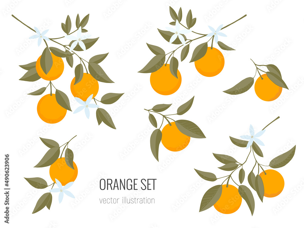 Obraz premium Isolated set of hand drawn Oranges branch. Floral print. Sketch Exotic tropical citrus fresh fruit, tangerine with leaves and flowers. Vector cartoon minimalistic style illustration. Doodle pattern