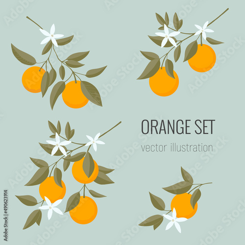 Isolated set of hand drawn Oranges branch. Floral print. Sketch Exotic tropical citrus fresh fruit, tangerine with leaves and flowers. Vector cartoon minimalistic style  illustration. Doodle pattern
