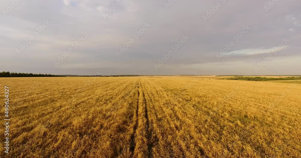 Camera flight over the wheat field Camera flight over the wheat field