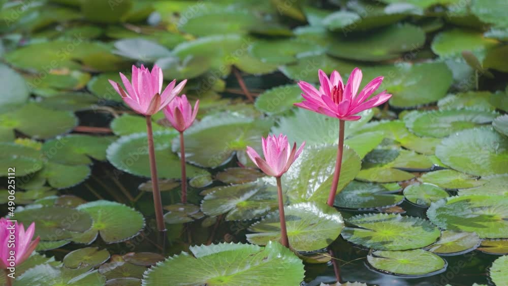 Vibrant pink water lilies, weather changes from sunny to cloudy, windy Vibrant pink water lilies, weather changes from sunny to cloudy, windy