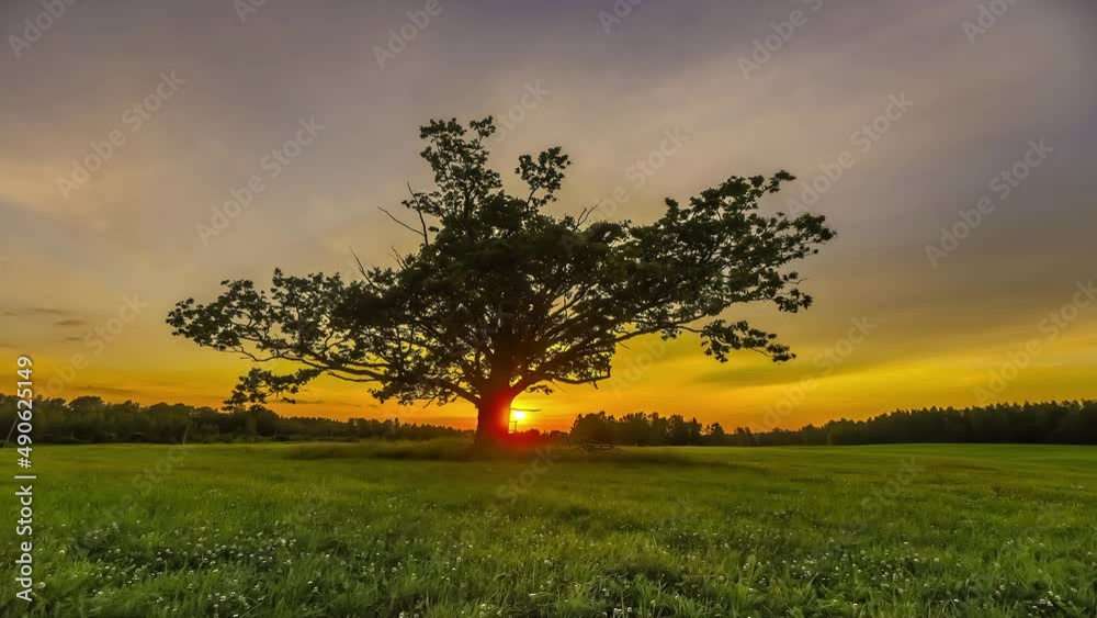 Silhouette of mystic giant tree growing on pasture during sunset time in background - time lapse shot