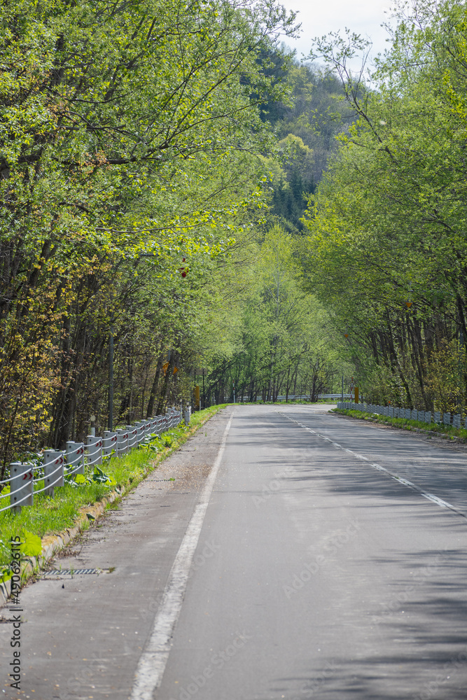 新緑の森を通る道路
