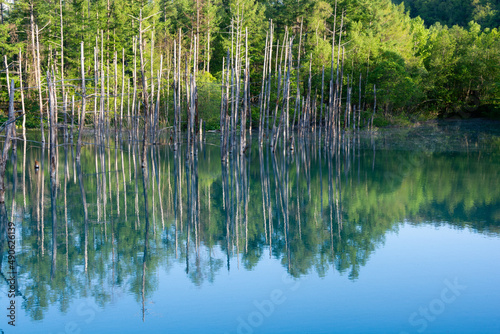 春の青空を映す青い池の水面 美瑛町 