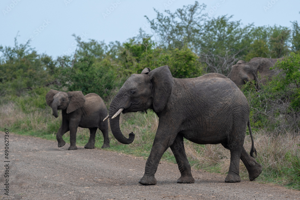 two elephants crossing the road