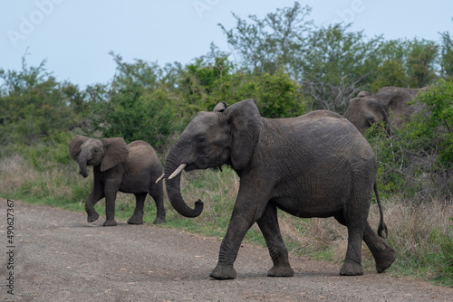 two elephants crossing the road