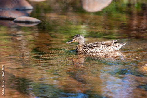 Duck in the water of Oak Creek at  Cathedral Rock in Sedona, Arizona, USA