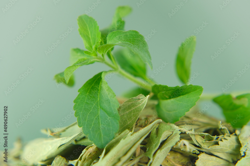 Stevia fresh green twig and Dried stevia leaves close-up in a cup Organic natural sweetener.Stevia rebaudiana. Stevia rebaudiana. Stevia fresh green twig and Dried stevia leaves close-up in a cup Organic natural sweetener.Stevia rebaudiana. Stevia rebaudiana.