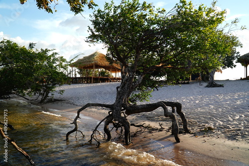 Trees in fine sand, standing as if on stilts, because the roots have adapted to the extremely fluctuating water levels. The Love Island (Ilha do Amor) in Alter do Chão, state of Pará, Brazil. photo