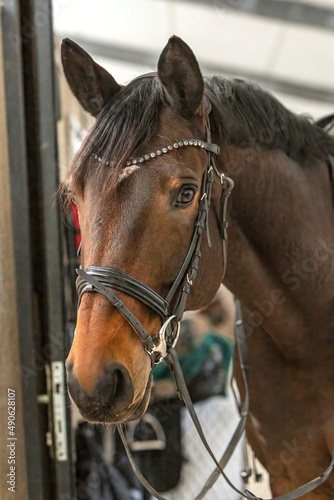 Portrait of a bridled bay horse standing in a stall aisle indoors and looking into camera