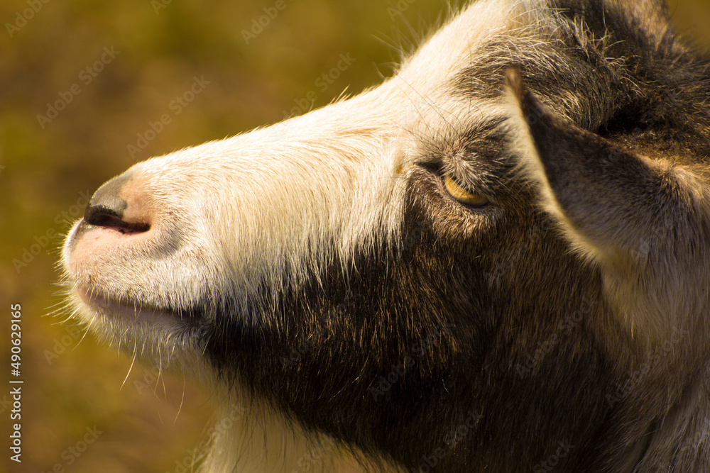 muzzle of a goat in profile