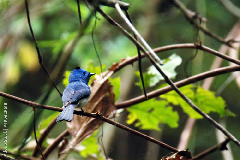 a Black-naped Monarch on branch a Black-naped Monarch on branch