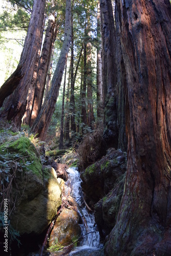 Redwood waterall © Lauren Mach