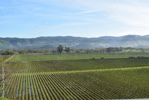 Vineyard with mountain backdrop © Lauren Mach