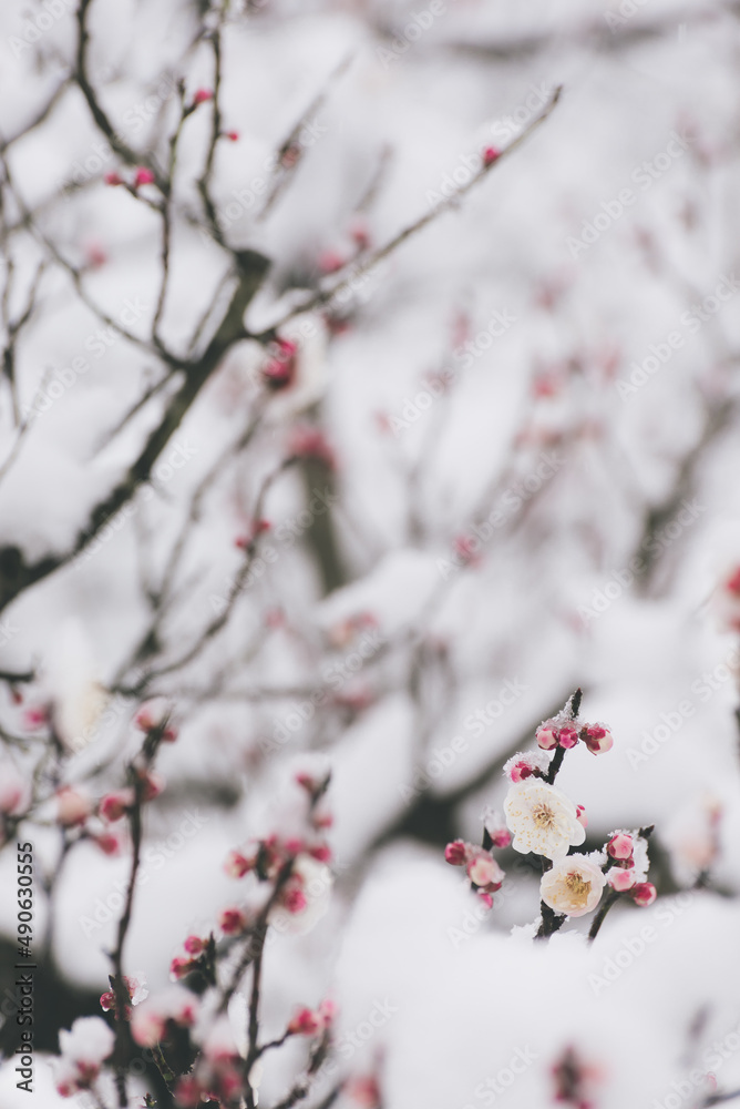 Snow And Plum Blossom