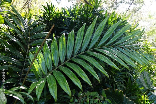 Beautiful large green leaves of Flame Thrower Palm