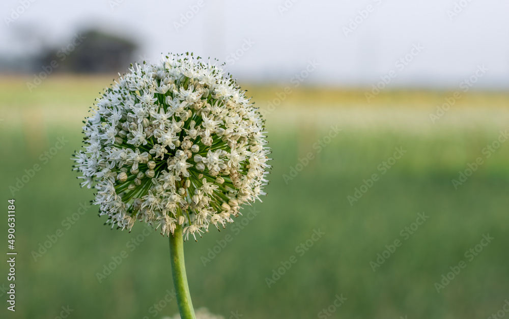 A fully bloomed white onion flower in front of a green bokeh background with copy space A fully bloomed white onion flower in front of a green bokeh background with copy space
