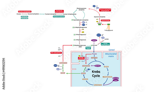 Gluconeogenesis [de novo synthesis of glucose]