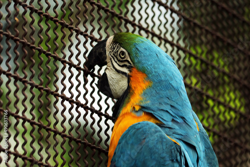 close-up a macaws in the open zoo