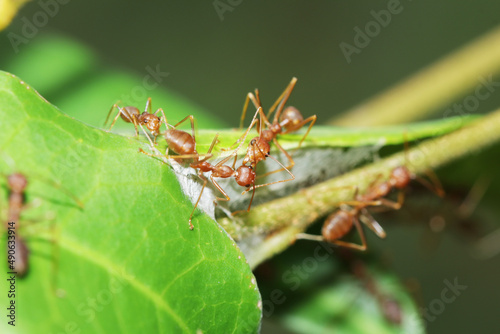 group of red ant on nest