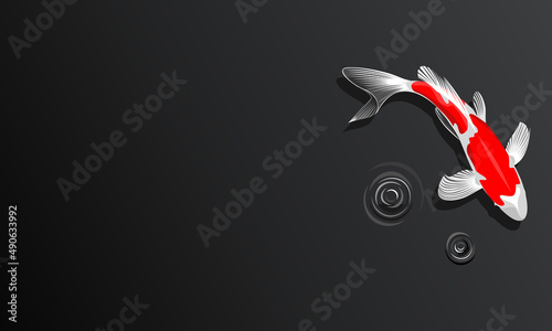 Koi fish wallpaper design. Kohaku type koi fish with water splash