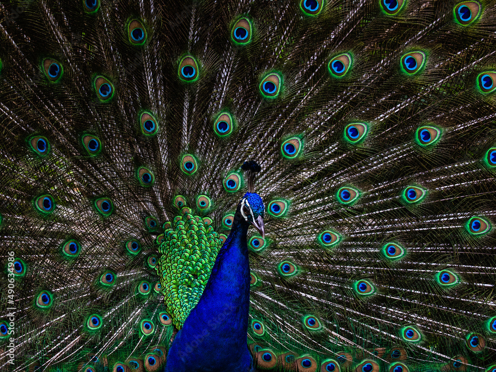 Obraz premium 私きれい？