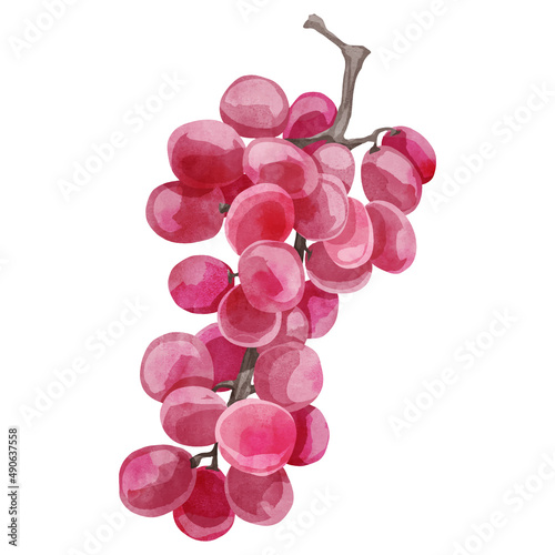 果物の葡萄の手描き水彩風イラスト
