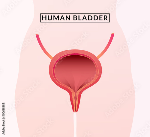 Human Bladder Anatomy.  medical illustration.