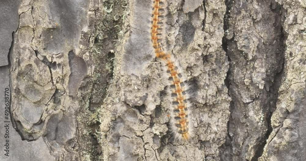 4k video of processionary caterpillars descending from a pine tree online 4k video of processionary caterpillars descending from a pine tree online