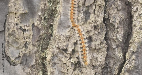 4k video of processionary caterpillars descending from a pine tree online photo