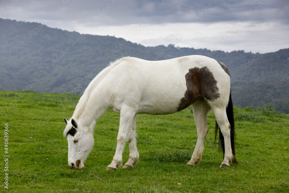 Pinto Horse Grazing in the Meadow. Los Altos Hills, California, USA. Pinto Horse Grazing in the Meadow. Los Altos Hills, California, USA.