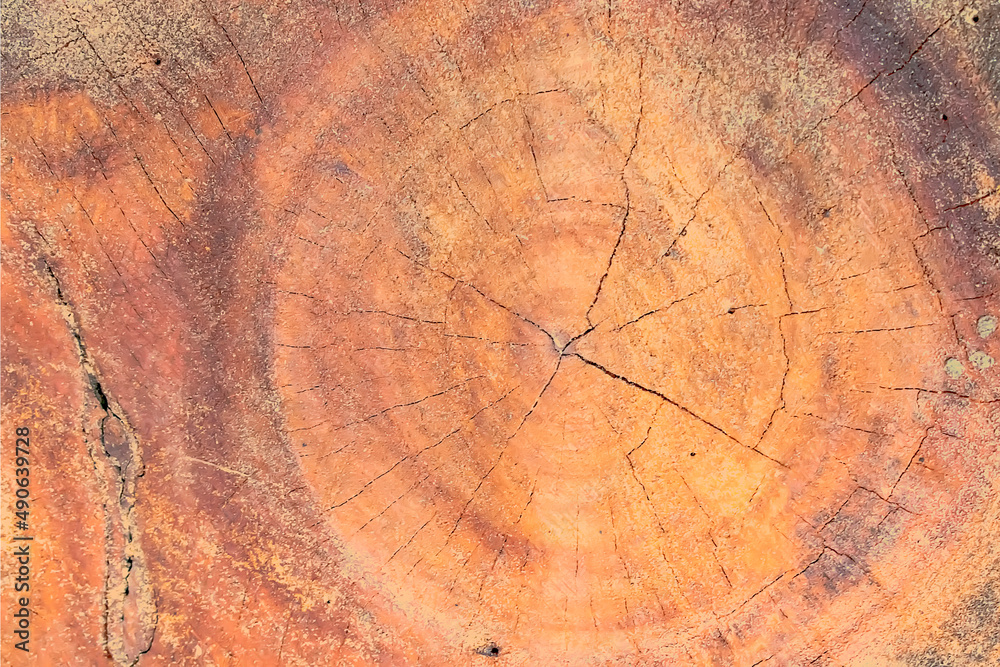 Tree rings old weathered wood texture with the cross section of a cut log.