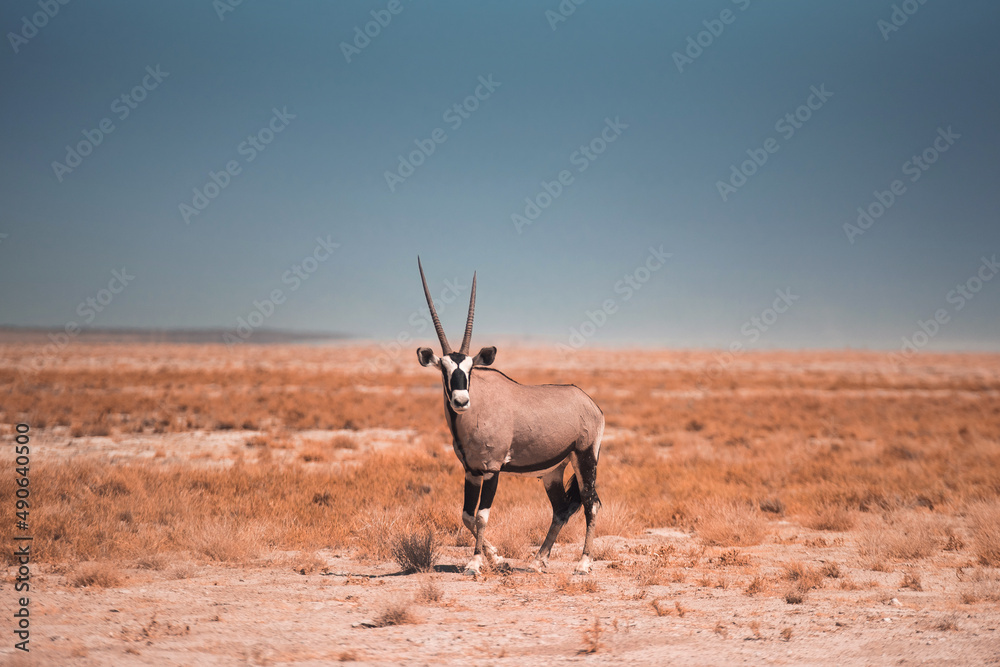 Oryx Oryx