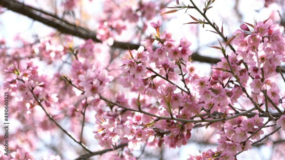 Pink cherry blossom flowers on a tree branches in spring.